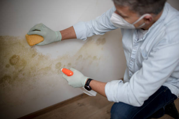 Office Mold Removal Services in Kimberling City, MO