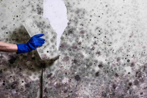 Best Commercial Mold Removal  in Kimberling City, MO