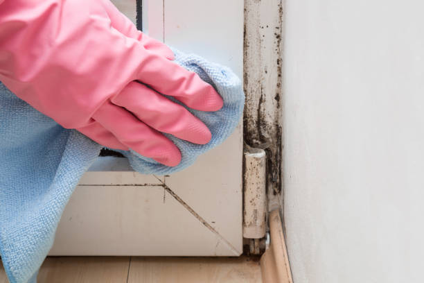 Best Commercial Mold Removal  in Kimberling City, MO