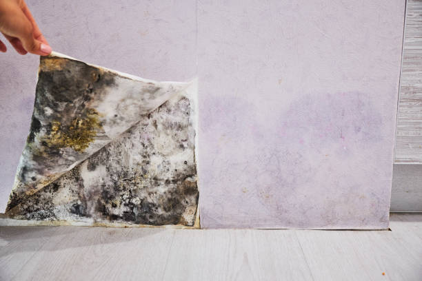 Best Certified Mold Removal  in Kimberling City, MO